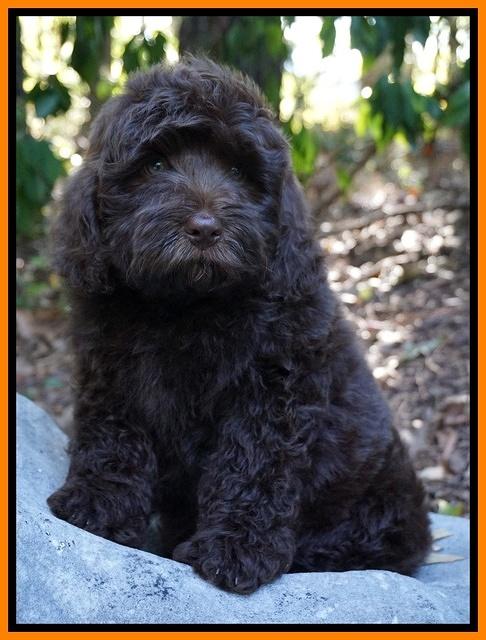 Biscuit Flicker pups 8 weeks old 81