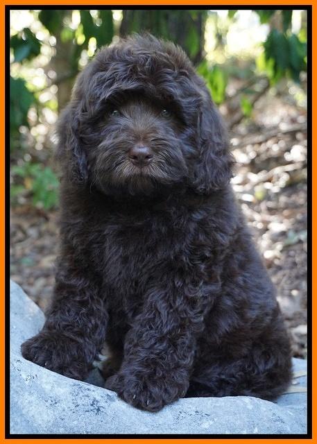 Biscuit Flicker pups 8 weeks old 91