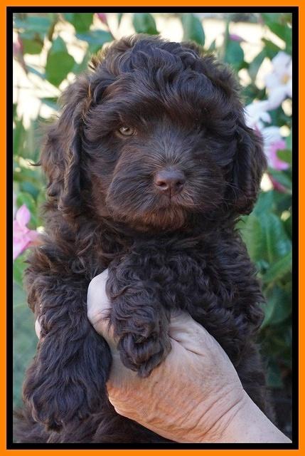 Bosciot Flicker pups 7 wks old 111