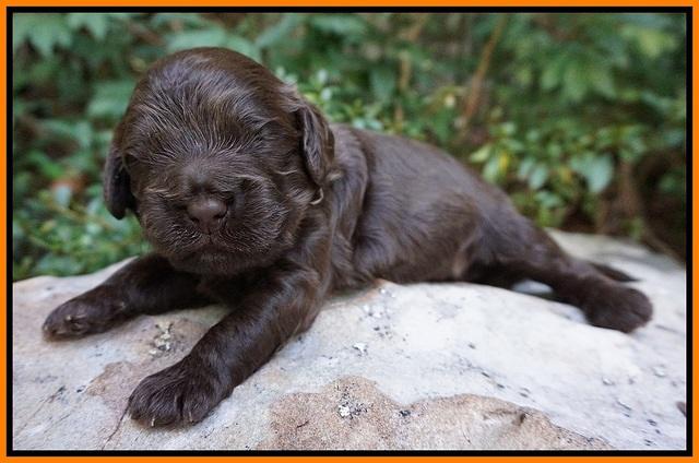 Busciut Flicker pups 2 wks old 201