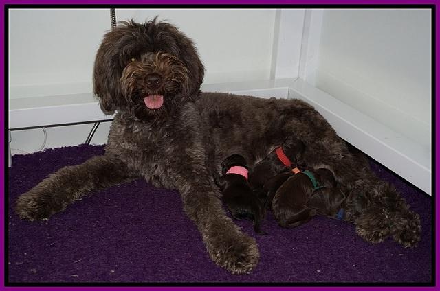 Biscuit Flicker newborn 1 day old 11