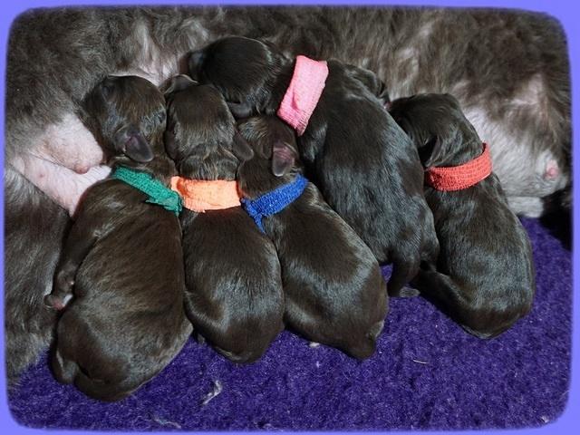 Biscuit Flicker newborn group 21