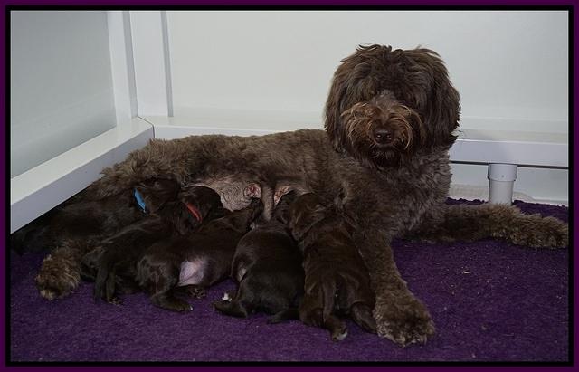 Busciut Flicker pups 2 wks old 11