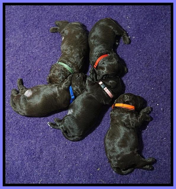 Busciut Flicker pups 2 wks old 31