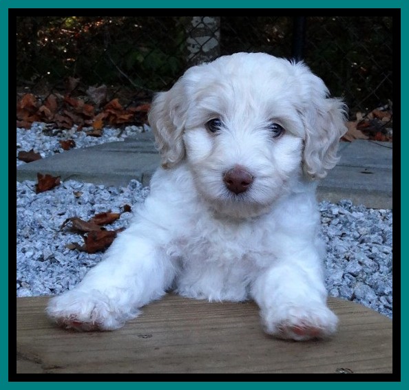 Sandi Texas pups 6 wks old 111