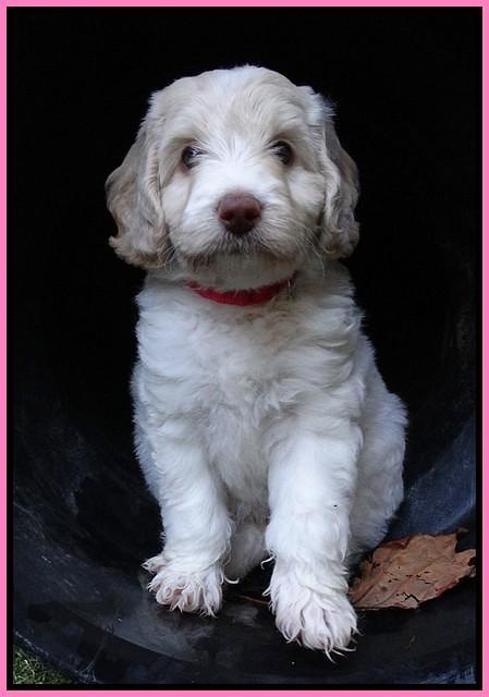 Sandi Texas pups 6 wks old 41