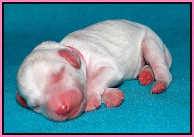 Sandi Texas pups newborn 1 day old21