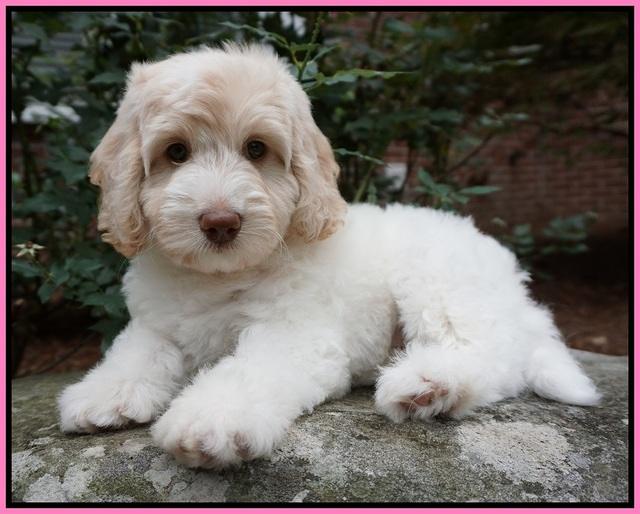 Sandy Texas pups 8 wks old 5!