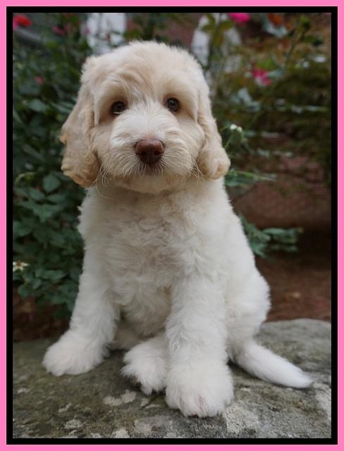 Sandy Texas pups 8 wks old 6!