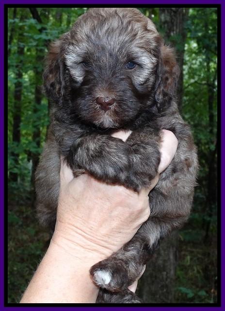 Sandi TExas pups 5 wks old41