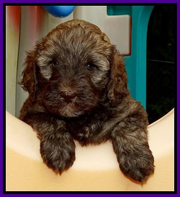 Sandi TExas pups 5 wks old51