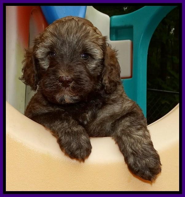 Sandi TExas pups 5 wks old61