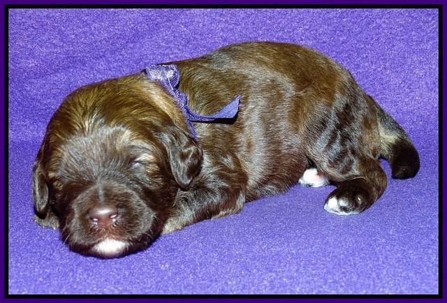 Sandi Texas pups 2 wks old 51
