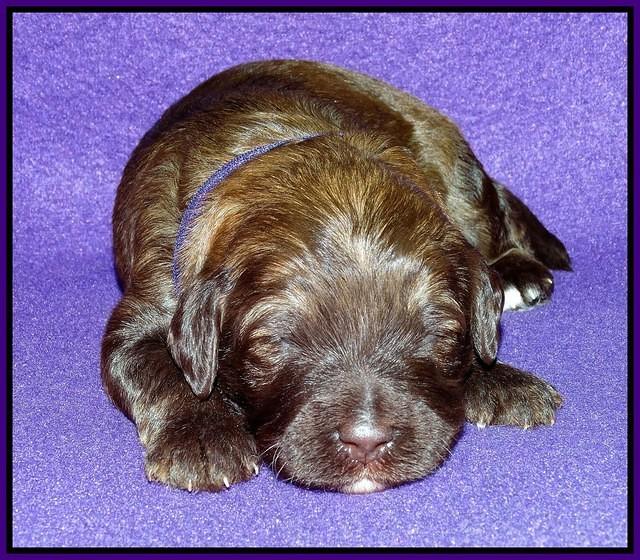 Sandi Texas pups 2 wks old 61