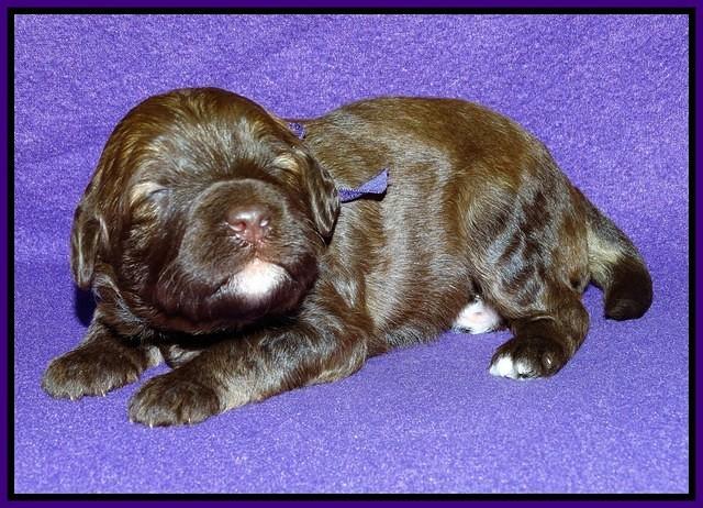 Sandi Texas pups 2 wks old 71