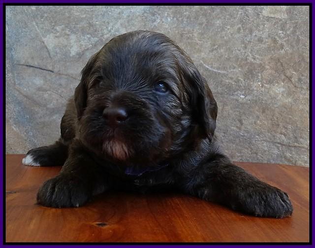 Sandi Texas pups 3 wks old 71