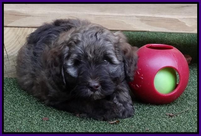 Sandi Texas pups 6 wks old 61