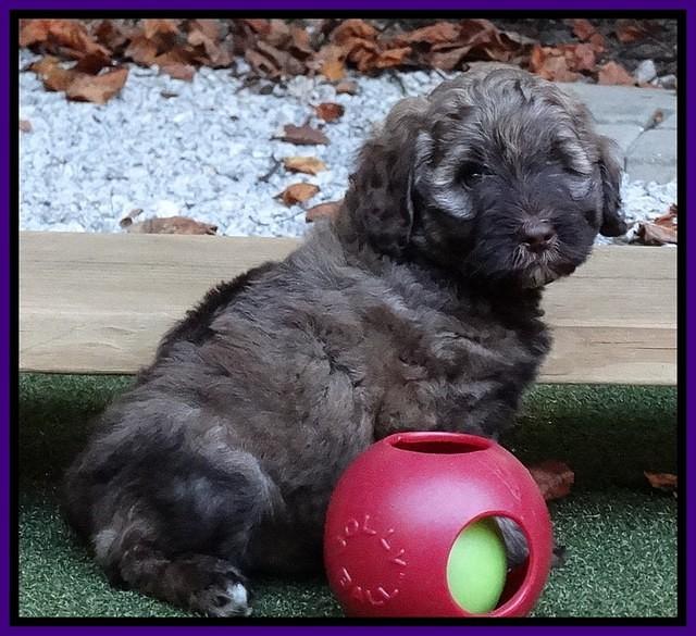 Sandi Texas pups 6 wks old 71