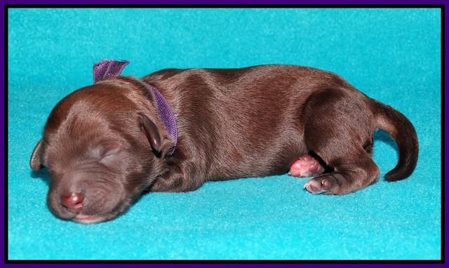 Sandi Texas pups newborn 1 day old41