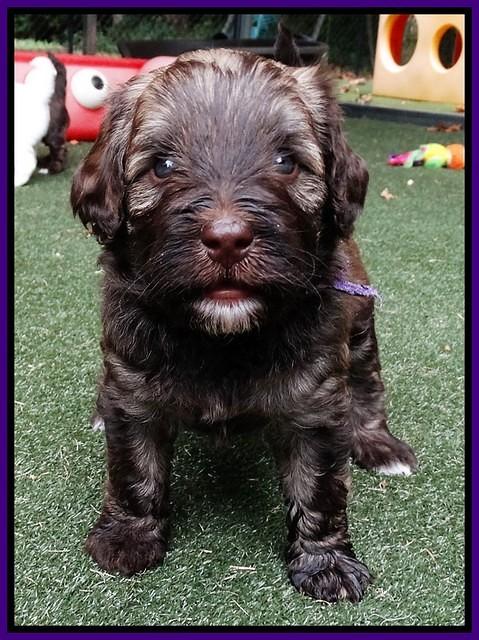 Sandy Texas pups 4 wks old 61