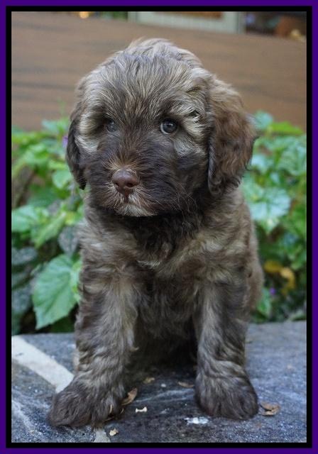 Sandy Texas pups 7 wks old 61