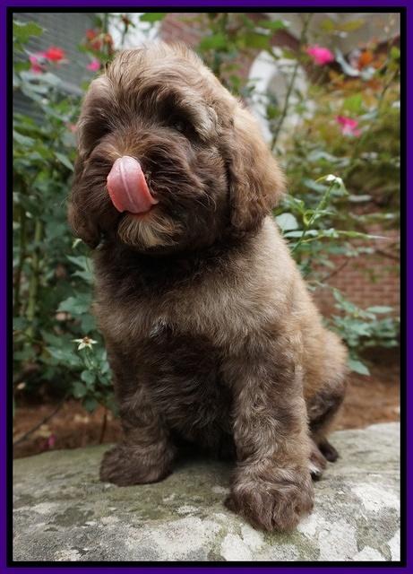 Sandy Texas pups 8 wks old 8!