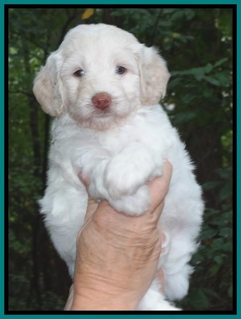 Sandi TExas pups 5 wks old71
