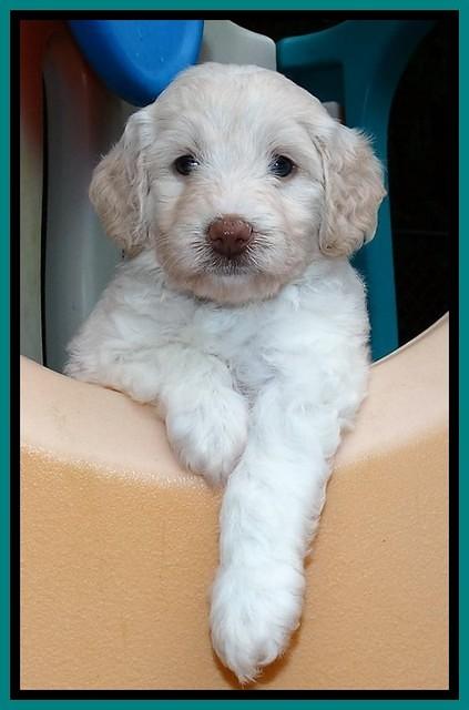 Sandi TExas pups 5 wks old81