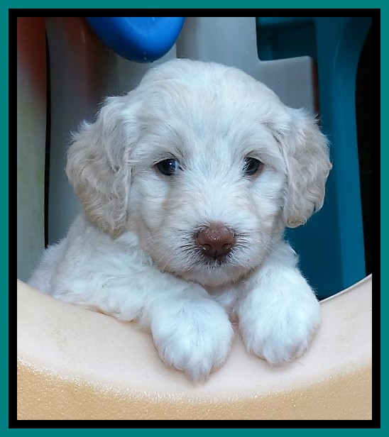 Sandi TExas pups 5 wks old91