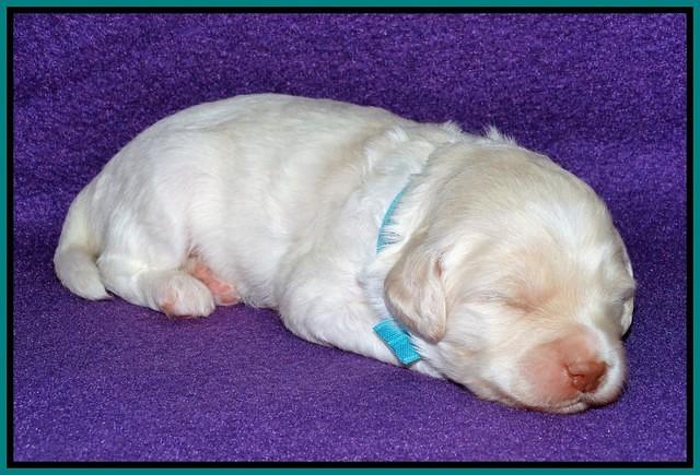 Sandi Texas pups 2 wks old 91