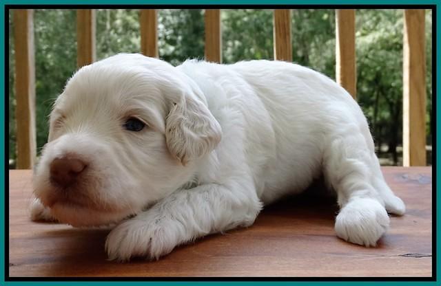 Sandi Texas pups 3 wks old 111