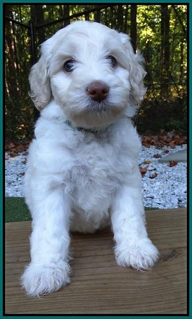 Sandi Texas pups 6 wks old 121