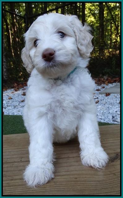 Sandi Texas pups 6 wks old 131