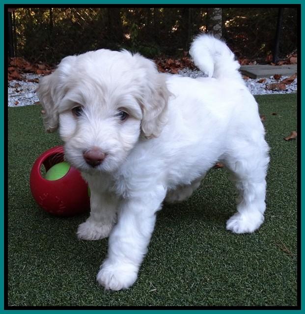 Sandi Texas pups 6 wks old 161