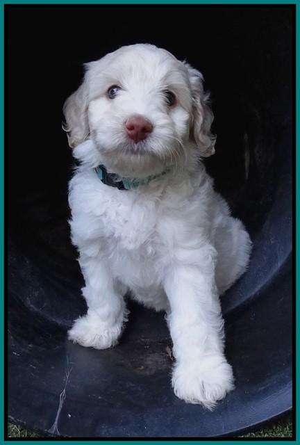 Sandi Texas pups 6 wks old 171