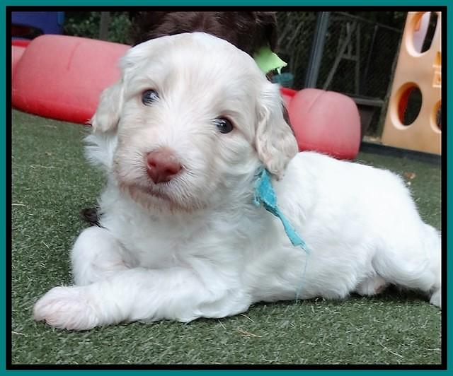 Sandy Texas pups 4 wks old 101
