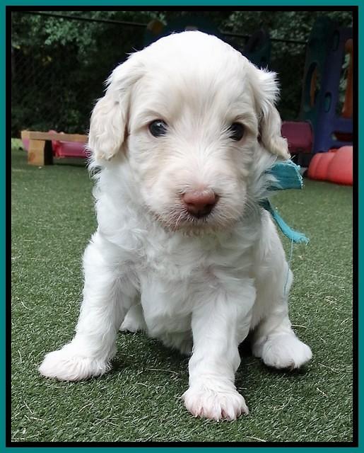 Sandy Texas pups 4 wks old 111