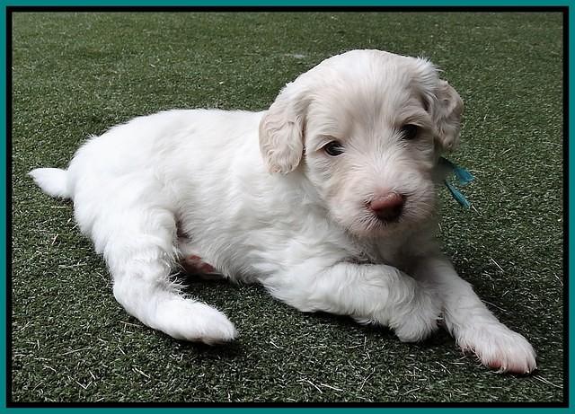 Sandy Texas pups 4 wks old 121