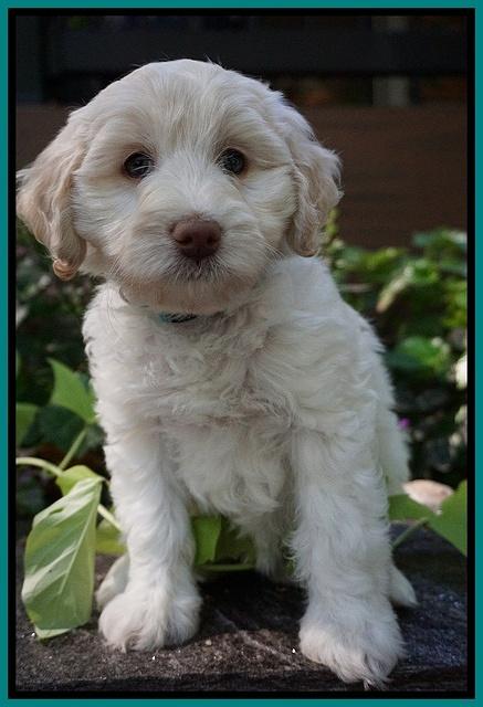 Sandy Texas pups 7 wks old 71