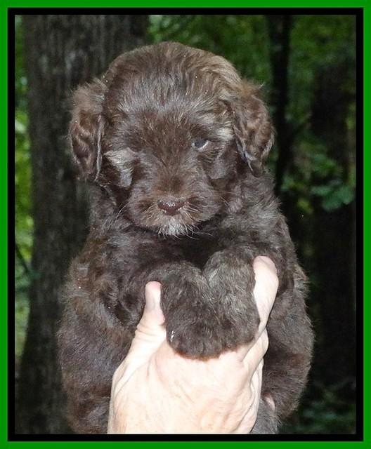Sandi TExas pups 5 wks old101