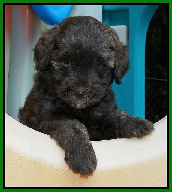 Sandi TExas pups 5 wks old111