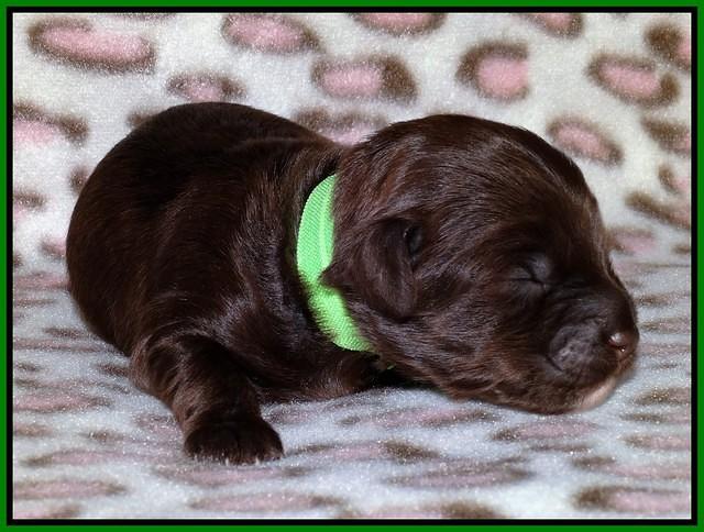 Sandi Texas pups 1 wk old 101