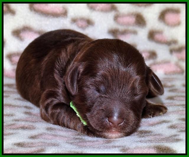 Sandi Texas pups 1 wk old 111