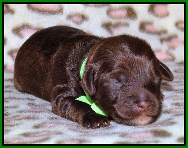 Sandi Texas pups 1 wk old 121