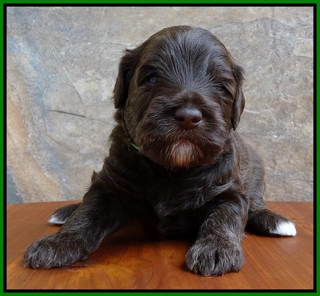 Sandi Texas pups 3 wks old 141