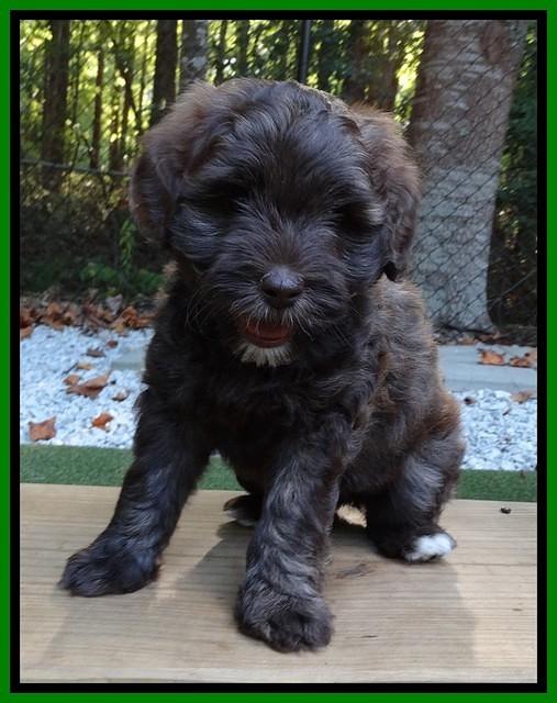 Sandi Texas pups 6 wks old 191