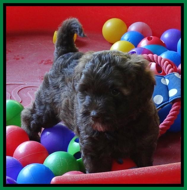 Sandi Texas pups 6 wks old 201