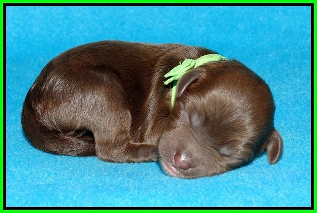 Sandi Texas pups newborn 1 day old111