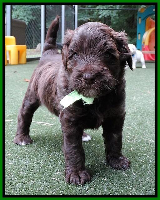 Sandy Texas pups 4 wks old 141
