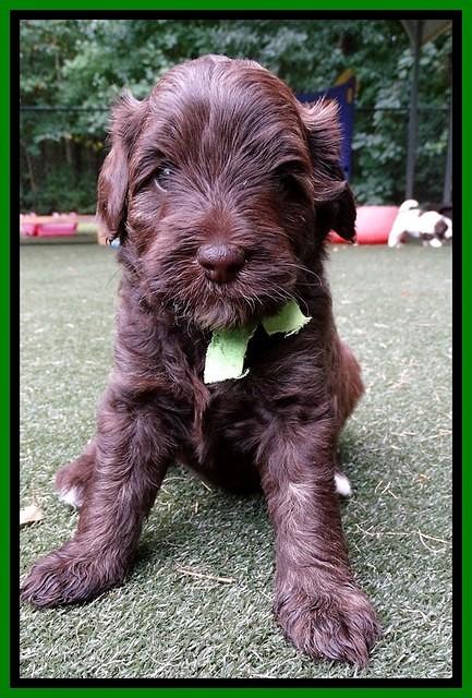 Sandy Texas pups 4 wks old 151